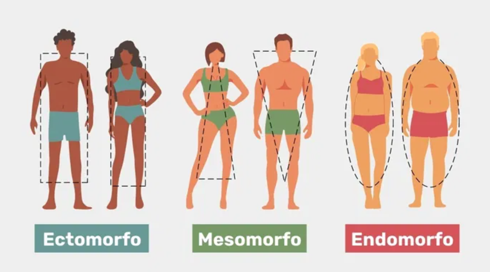Ectomorfo: qué es, características y consejos de entrenamiento para este somatotipo Ectomorfo: qué es, características y consejos de entrenamiento para este somatotipo