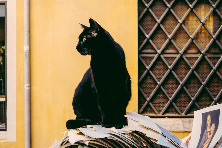 ¿Qué significa que un gato negro llegue a su casa?