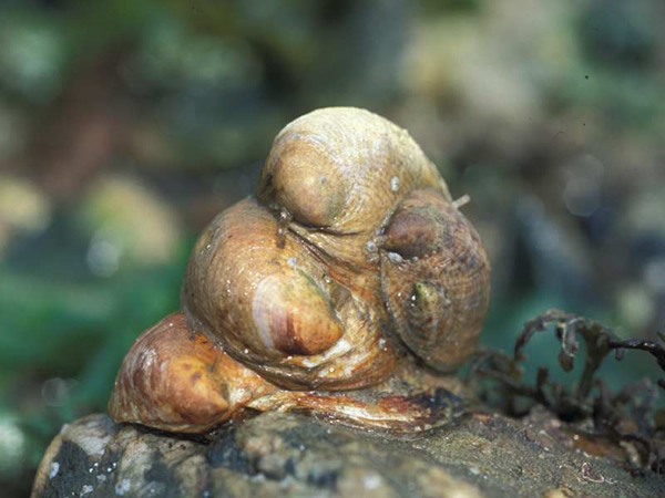 Las lapas zapatilla, crepidula fornicata
