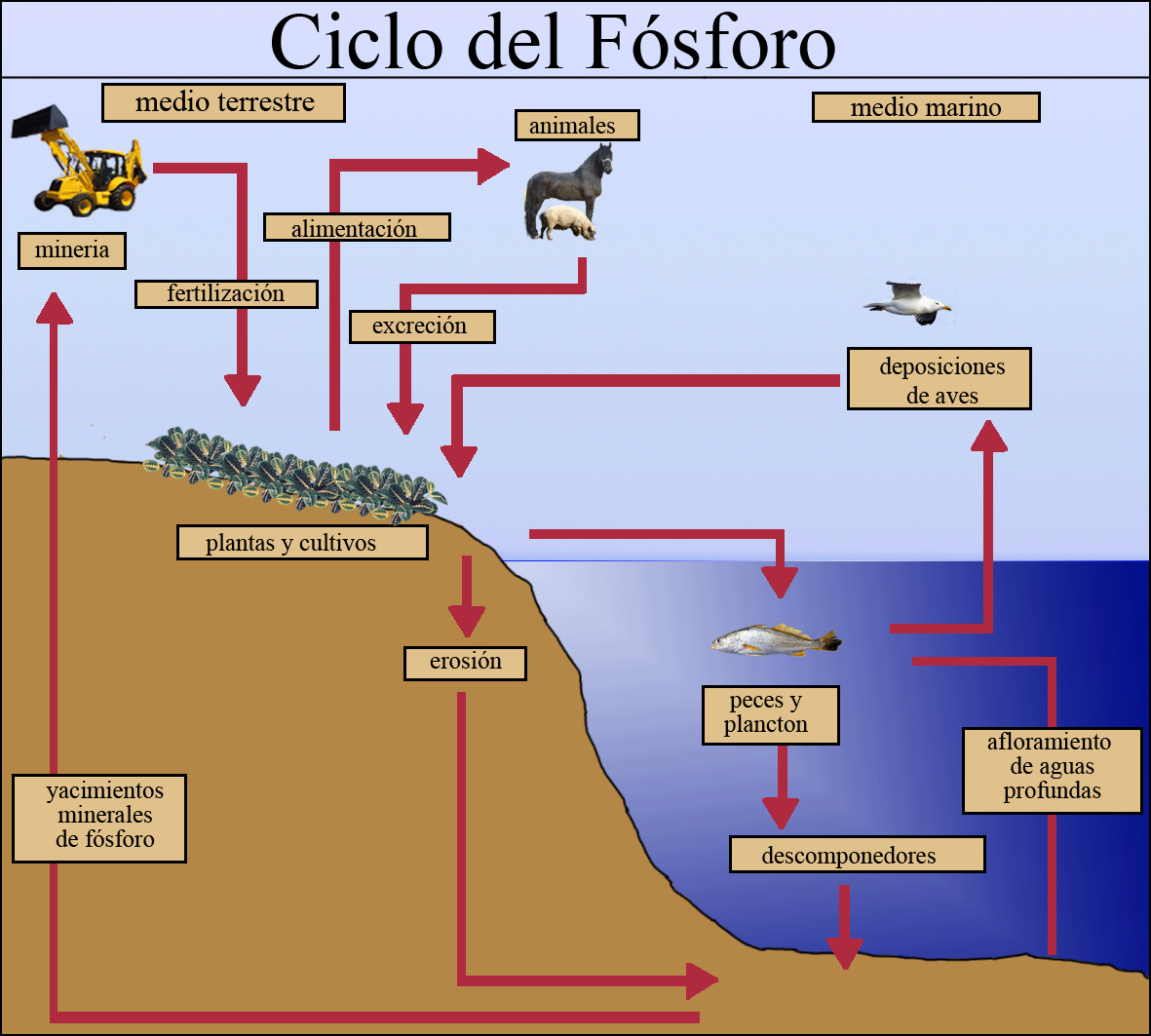 Resultado de imagen para ciclo del fósforo