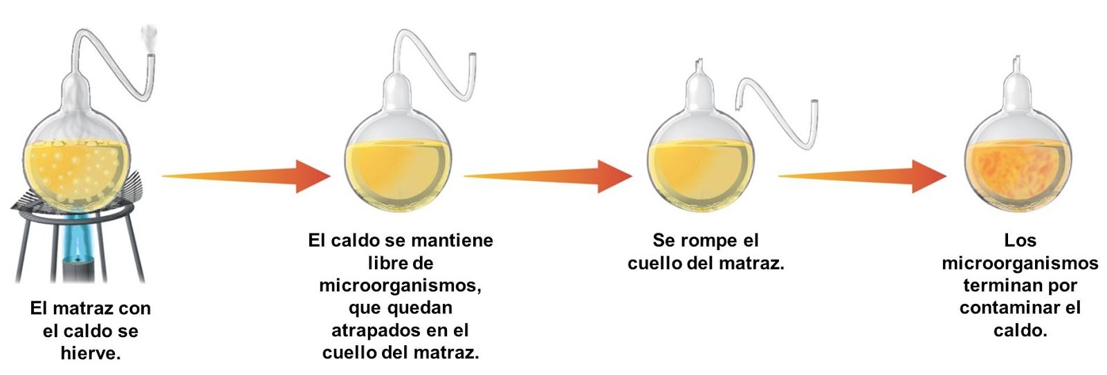 Resultado de imagen de experimento pasteur