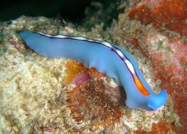 Hymanella retenuova