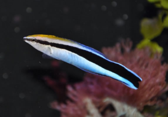 Tordo Limpiador, Labroides dimidiatus