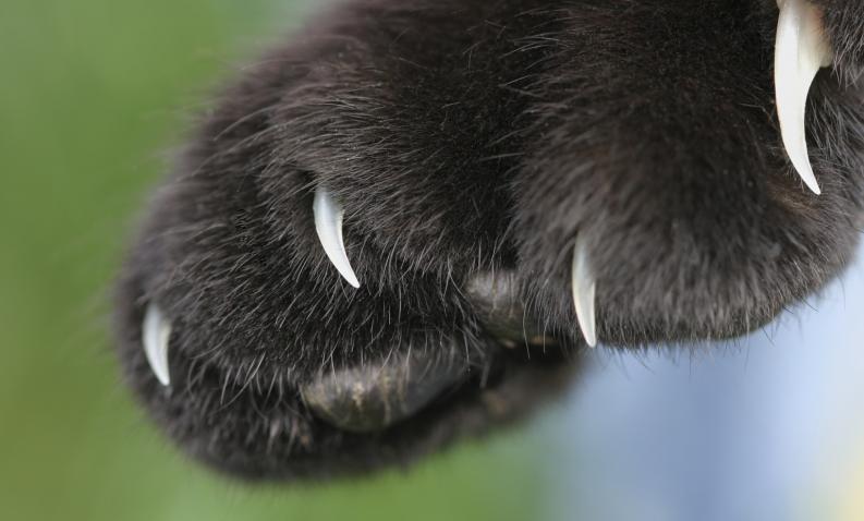 Uñas de los gatos